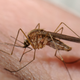 Illustration for article titled Put Your Mind At Ease: 8 Mosquitoes That For Sure Don’t Have Zika